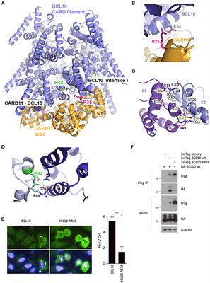 BCL10-CARD11 Fusion Mimics an Active CARD11 Seed That Triggers Constitutive BCL10 Oligomerization and Lymphocyte Activation